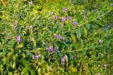 Duranta erecta