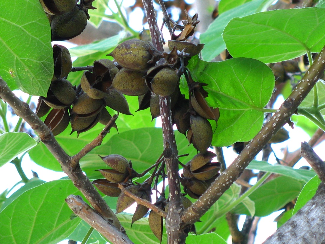 Image of Paulownia tomentosa specimen.