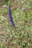 Veronica spicata. Верхушка цветущего растения. Ленинградская обл., Лужский р-н, окр. дер. Сяберо. 30.06.2012.