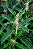 Phlomis regelii