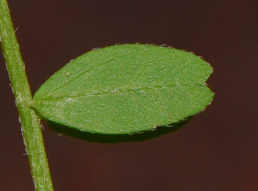 Изображение особи Biserrula pelecinus.