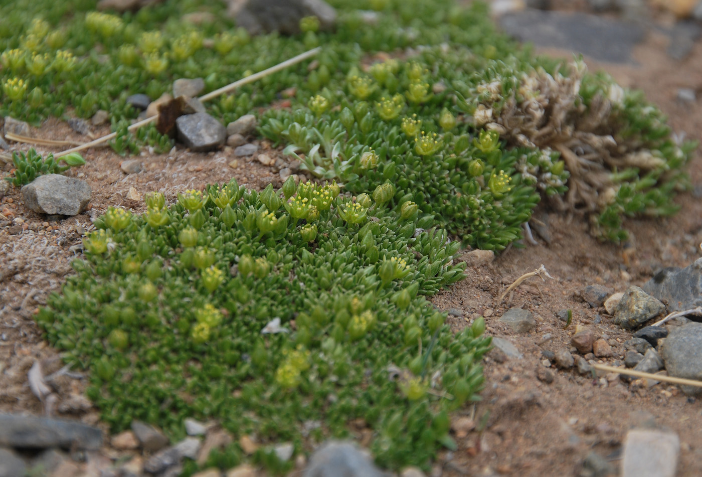 Image of Stellaria pulvinata specimen.