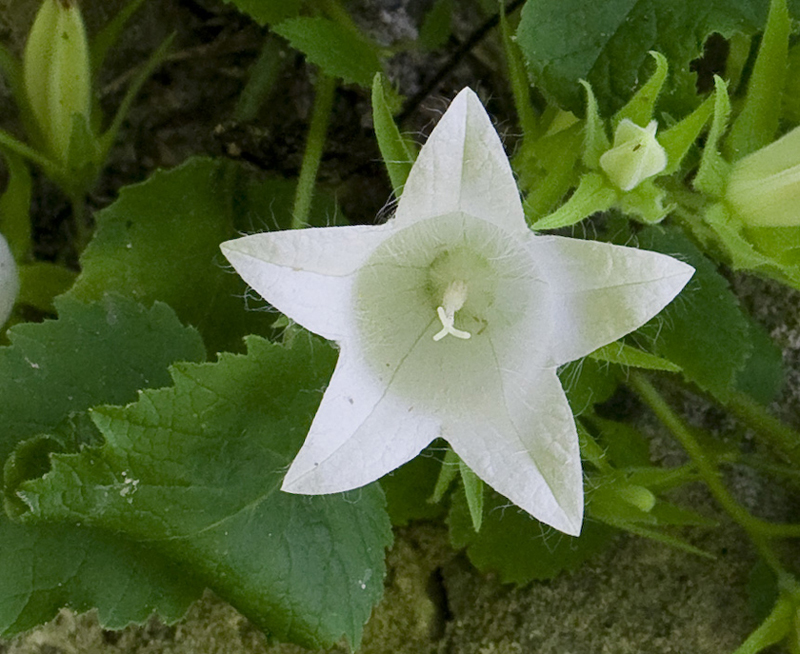 Изображение особи Campanula pendula.