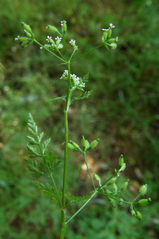 Изображение особи Anthriscus caucalis.