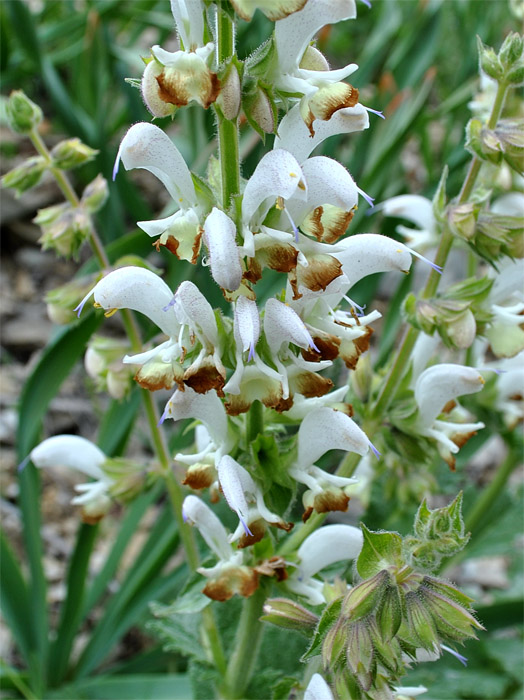 Image of Salvia verbascifolia specimen.