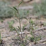 Delphinium rugulosum. Цветущее растение. Западный Казахстан, западный чинк плато Устюрт 18 км NNO п. Бейнеу. 04.05.2013.