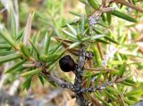 Juniperus hemisphaerica. Ветка со старой шишкоягодой. Ставропольский край, г. Кисловодск, Курортный парк верхний. 02.04.2013.