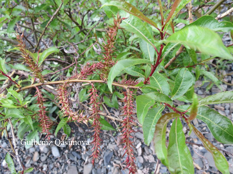 Image of Salix kazbekensis specimen.