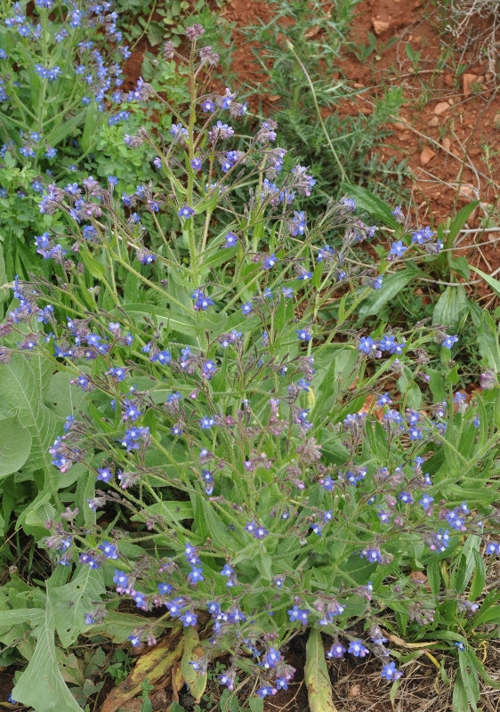 Image of Anchusa azurea specimen.