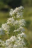 Clematis lathyrifolia