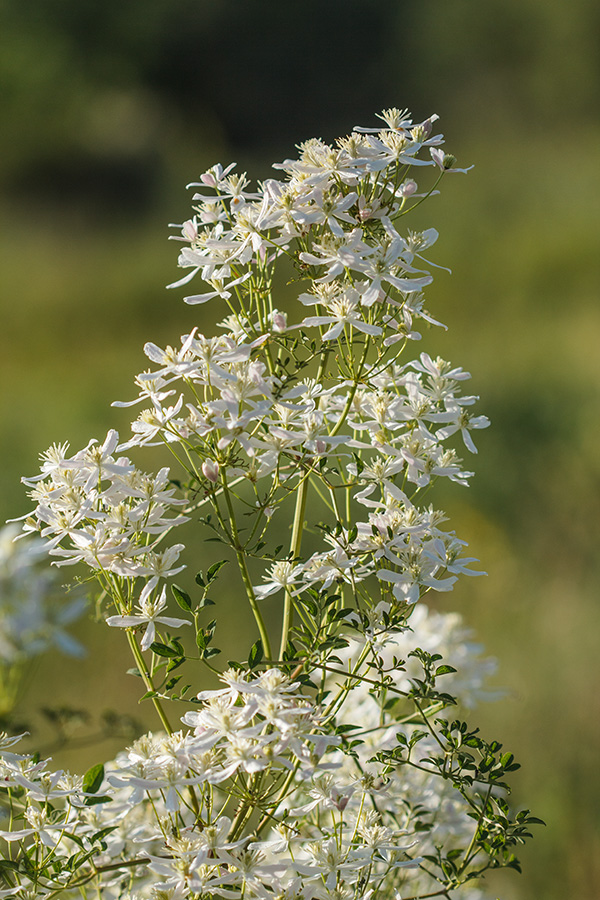 Изображение особи Clematis lathyrifolia.