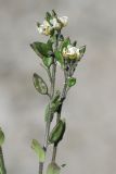 Draba lasiophylla