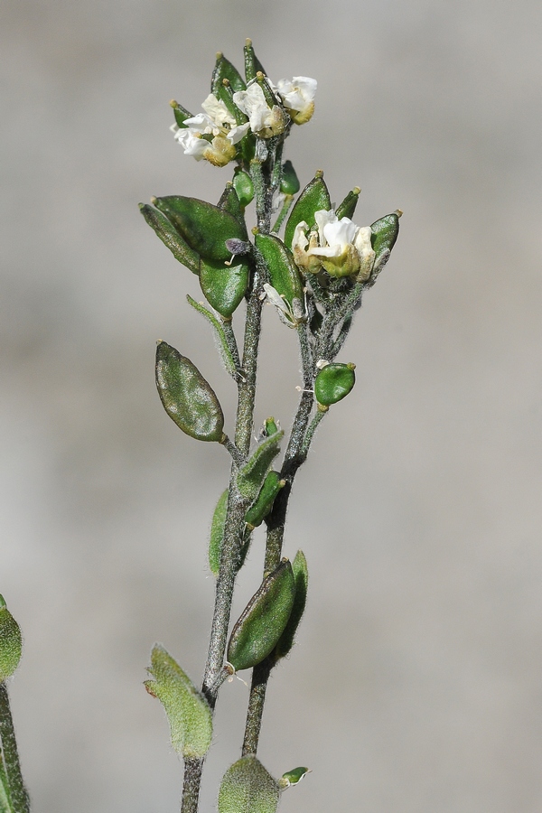 Image of Draba lasiophylla specimen.
