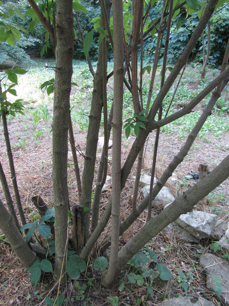 Image of Staphylea colchica specimen.