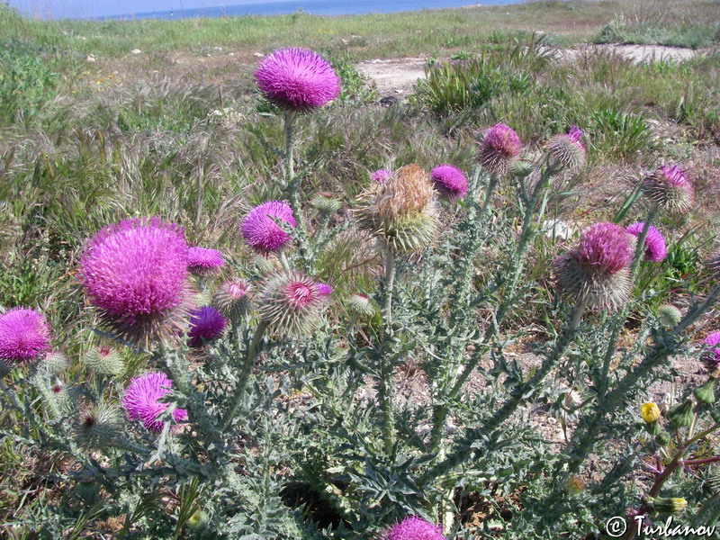 Image of Carduus uncinatus ssp. davisii specimen.