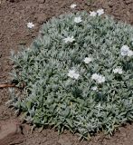 Cerastium biebersteinii