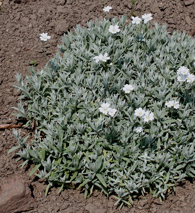 Изображение особи Cerastium biebersteinii.