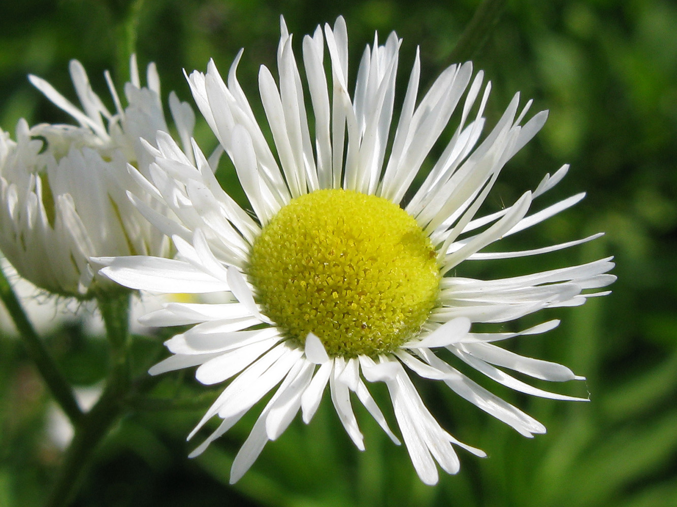 Image of Erigeron annuus specimen.