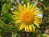 Inula salicina