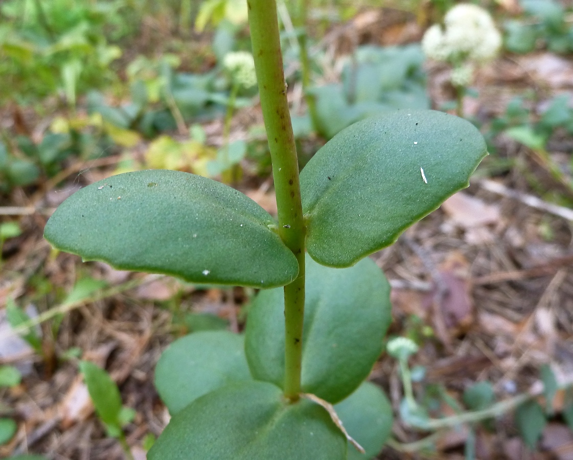 Image of Hylotelephium maximum specimen.