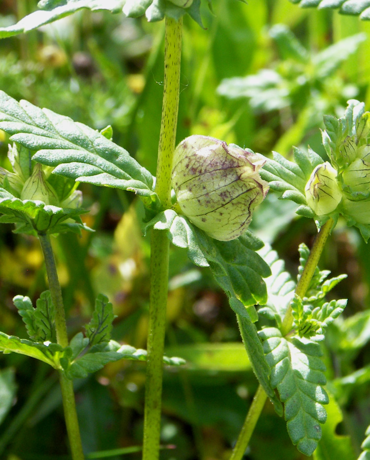 Image of Rhinanthus minor specimen.