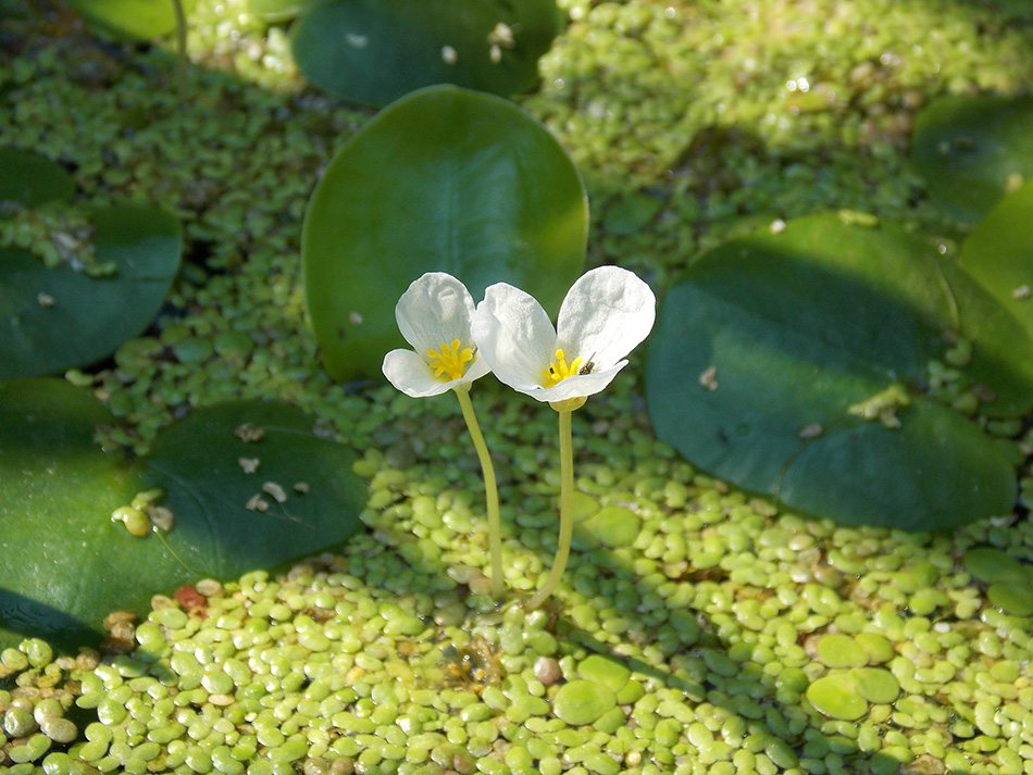 Изображение особи Hydrocharis morsus-ranae.