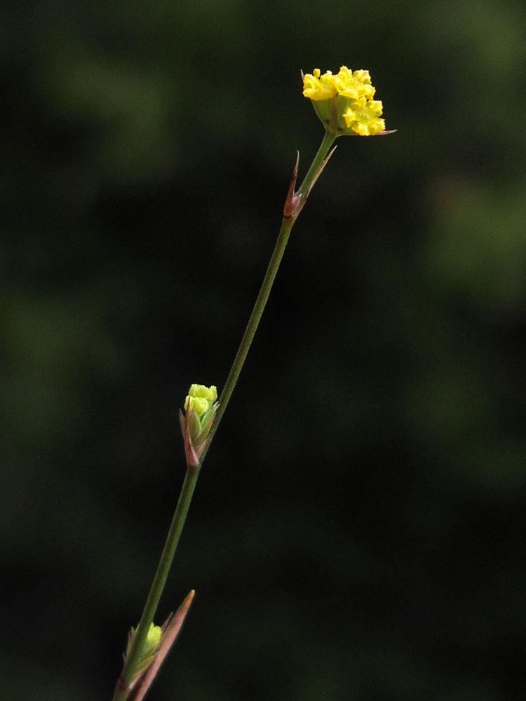 Image of Bupleurum asperuloides specimen.