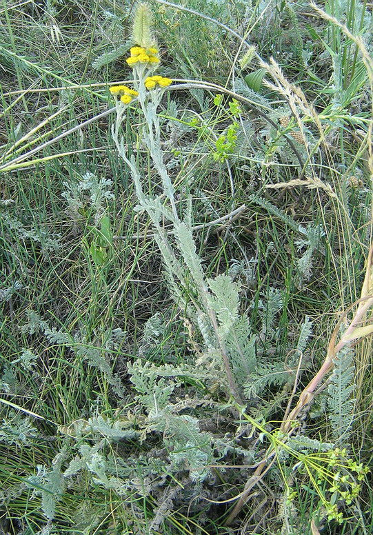 Image of Tanacetum achilleifolium specimen.