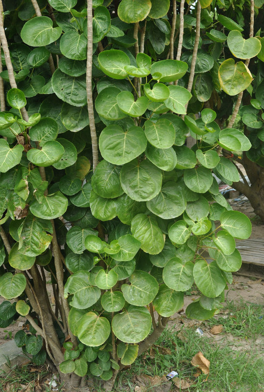 Image of Polyscias scutellaria specimen.