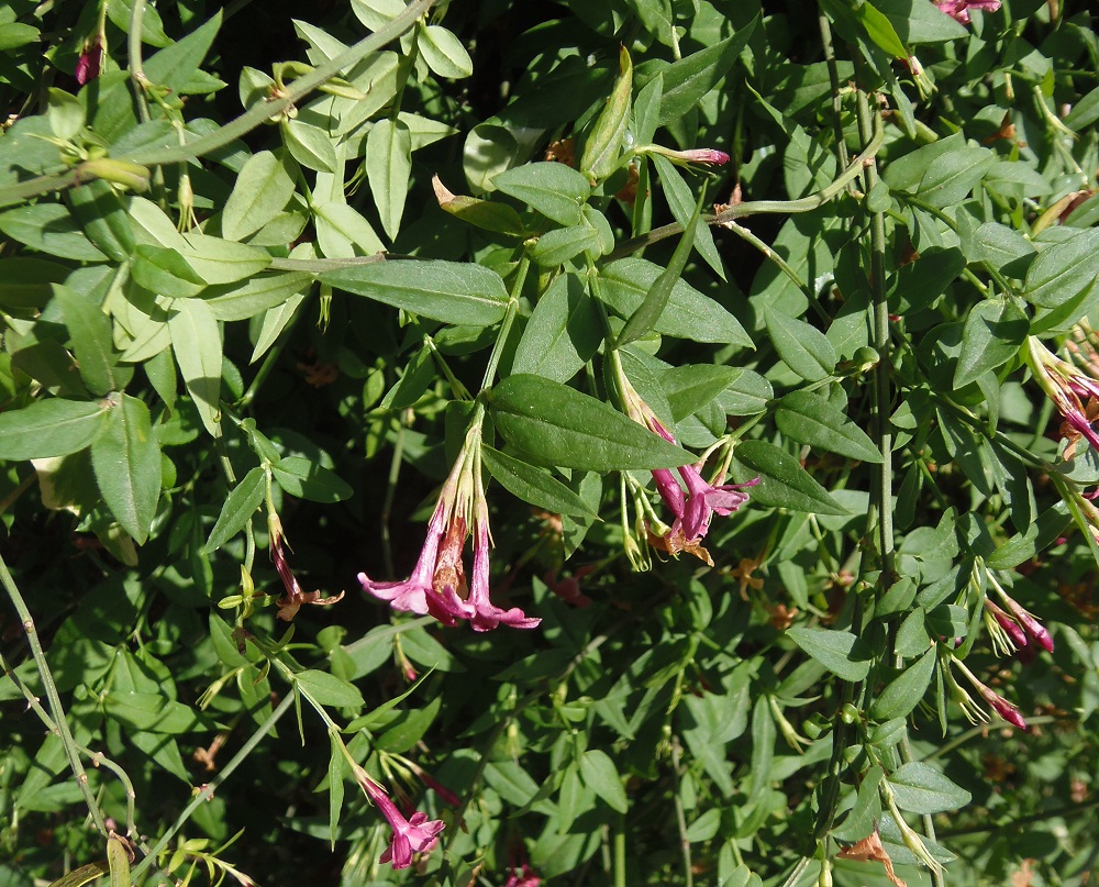 Image of Jasminum beesianum specimen.