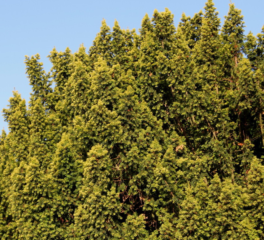 Изображение особи Taxus baccata.
