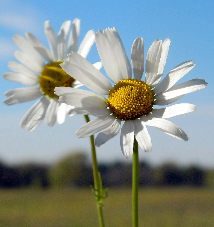 Image of Tripleurospermum inodorum specimen.