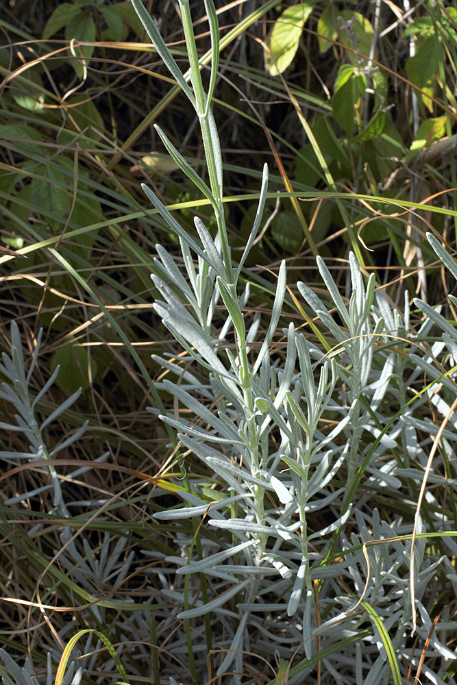 Изображение особи Lavandula angustifolia.