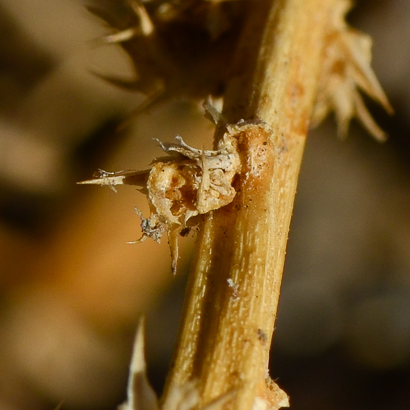 Image of Amaranthus palmeri specimen.