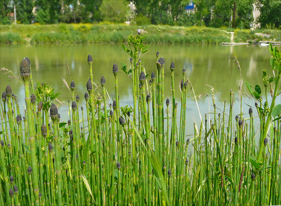 Изображение особи Equisetum ramosissimum.