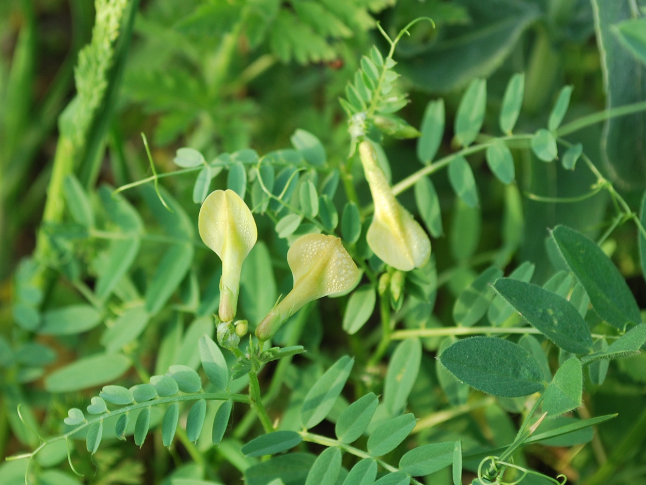 Image of Vicia hyrcanica specimen.