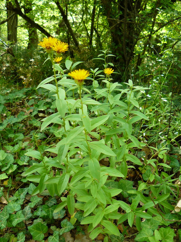 Image of Inula salicina specimen.