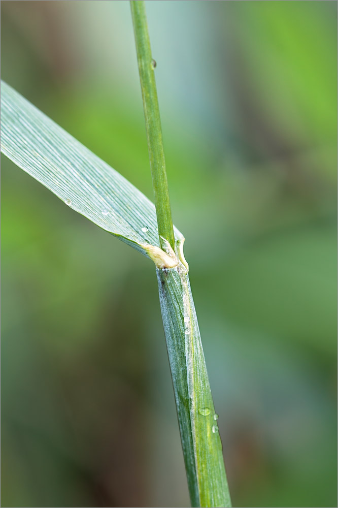 Image of Alopecurus arundinaceus specimen.
