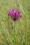 Allium barsczewskii