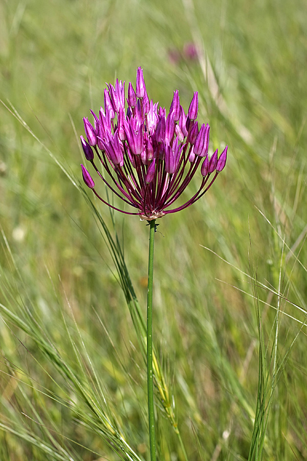 Image of Allium barsczewskii specimen.