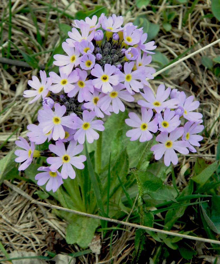 Image of Primula algida specimen.