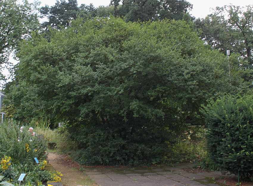 Image of Osmanthus × burkwoodii specimen.