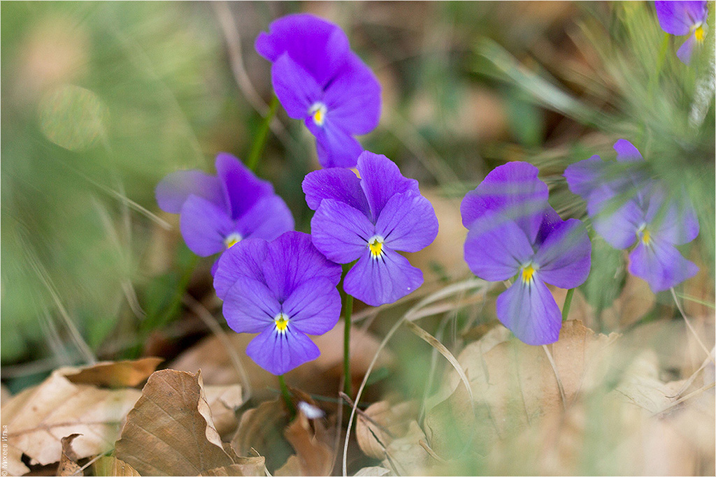 Изображение особи Viola oreades.