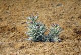 Suaeda monoica. Молодые растения на солончаковой поверхности. Израиль, долина Арава, солончак Эйлат. 23.11.2013.