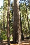 Pinus lambertiana