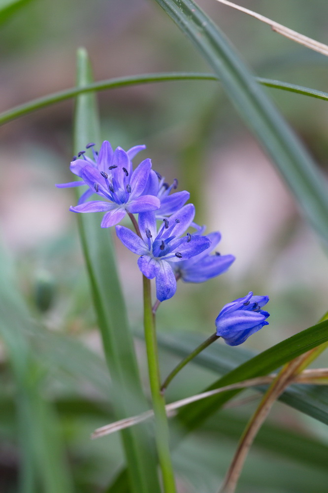 Image of Scilla bifolia specimen.