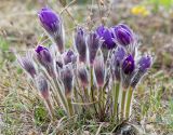 Pulsatilla patens