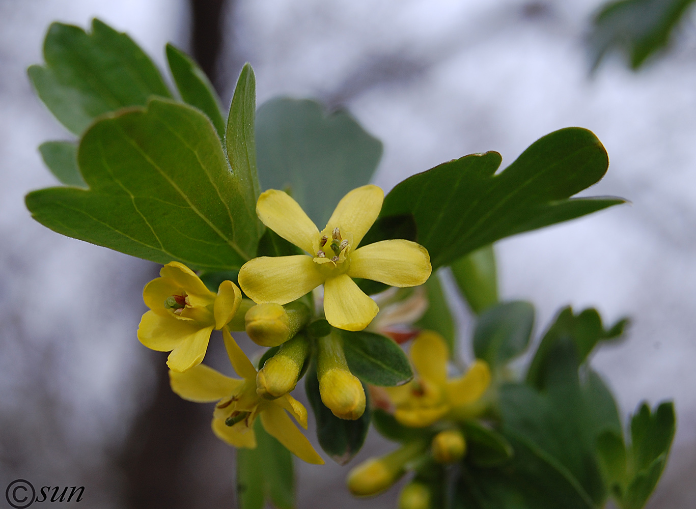 Изображение особи Ribes aureum.