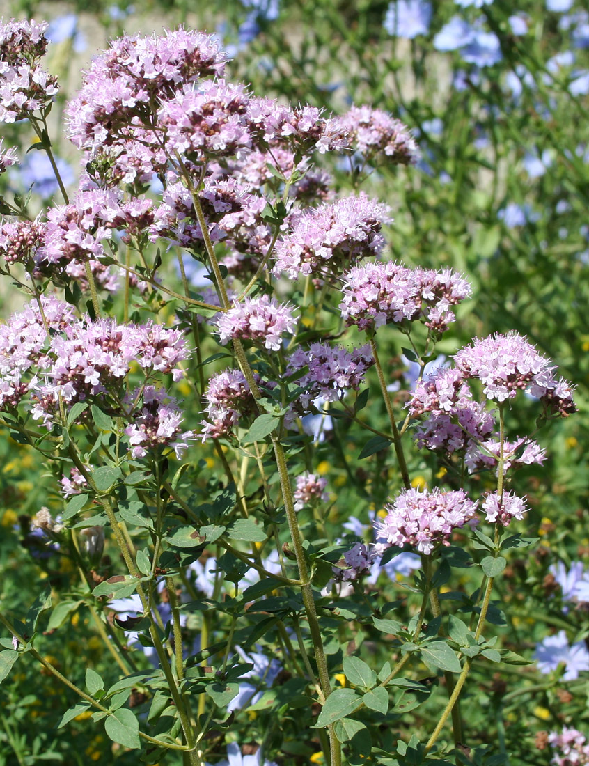 Изображение особи Origanum vulgare.