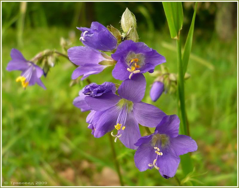 Изображение особи Polemonium caeruleum.